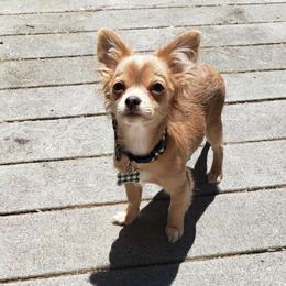 Nugget - Chihuahua