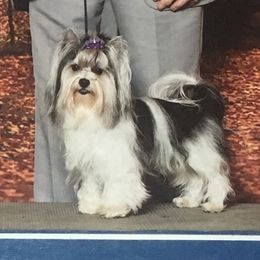 Olaf - Biewer Terrier