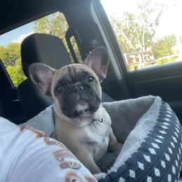 American Bully and French Bulldog Puppies from Bolt Action Kennel