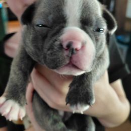 Hades - Blue female Boston Terrier puppy in Star, North Carolina from Meatloaf's Boston