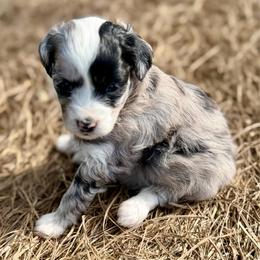 Yellow collar toy - Blue merle female Aussiedoodle puppy in 32046, Florida from River Hill Ranch