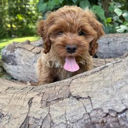 Zinfandel - Golden female Cockapoo puppy in Williamston, South Carolina from Sassy Bob’s Dogs