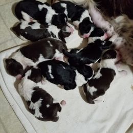 English Springer Spaniel Puppies from Saxonburg Springers ll