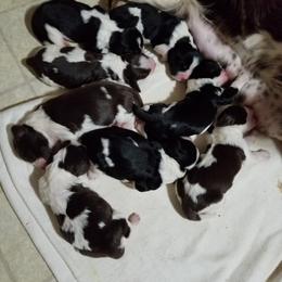 English Springer Spaniel Puppies from Saxonburg Springers ll