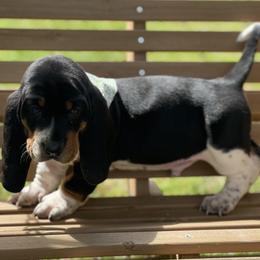 Basset Hound Puppies from Staci Sills