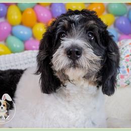 Brenda - Tri-color female Bernedoodle puppy in Connersville, Indiana from Deaz Doodle Ranch