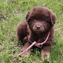 Girl 2 - Red female Australian Shepherd puppy in Hillsboro, Illinois from Perfect Paws Puppies