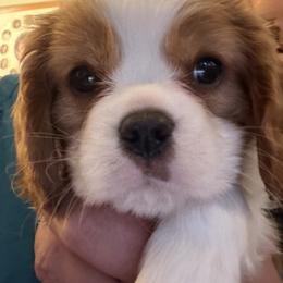 Walter White - Blenheim male Cavalier King Charles Spaniel puppy in Puyallup, Washington from Foster Cavaliers