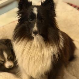 Gidget - Toy Shetland Sheepdog