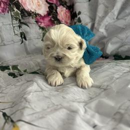Dewey - White male Shih Tzu puppy in Manquin, Virginia from Koda Bears Cubs