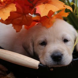 Red - Yellow male Labrador Retriever puppy in Lawton, Michigan from DuckAlly Kennel