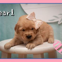 Pearl - Dark golden female Golden Retriever puppy in Driggs, Idaho from SK Golden Retrievers