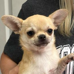 Penny - Chihuahua