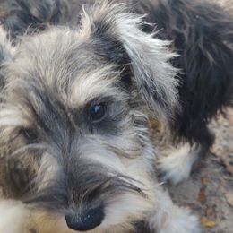 Miniature Schnauzers from Gemini's Mini Schnauzers