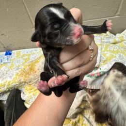 Black Tri Male - Black tri male Toy Australian Shepherd puppy in Griffin, Georgia from No Matter Farm