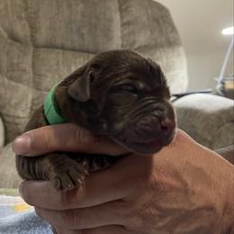 Carlos - Chocolate male Labrador Retriever puppy in Port Orchard, Washington from Lea's Labrador Retrievers