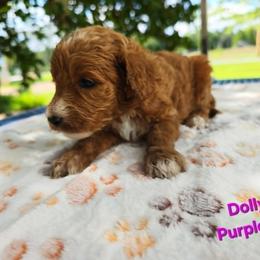 Cockapoo Puppies from Ashley Dedmon