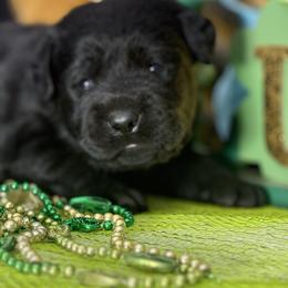 Heartthrob - Black male Labrador Retriever puppy in Dixon, California from Rosslyn Labradors (Rose-Line)