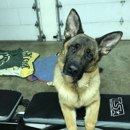 German Shepherd puppies from K&L Kennels