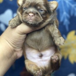 Akc Bentley - Chocolate and tan male Shih Tzu puppy in Roseville, Michigan from Diamond Paws LLC