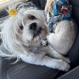 Lhasa Apso puppies from Hearth and Hound Family Farms