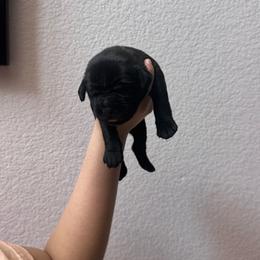 Boy 3 - Black male Cane Corso puppy in Princeton, Texas from Guardians of Arcadia Cane Corso