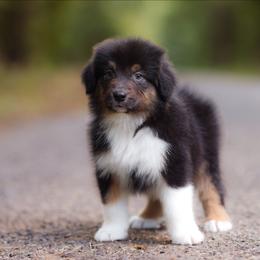 Grumpy - Black tri-color male Australian Shepherd puppy in Georgetown, Texas from River Reign Australian Shepherds