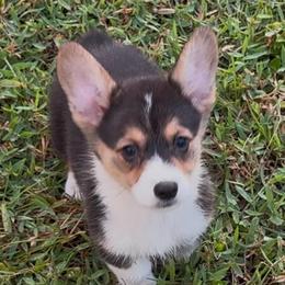 AKC Blue triple clear - Black and tan female Pembroke Welsh Corgi puppy in Summerfield, Florida from Promise Land Farm