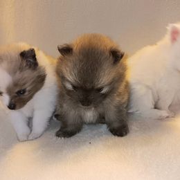 Pomeranian Puppies from Our Precious Poms