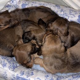 Dachshunds from Bendita Kennels