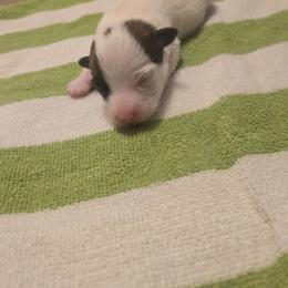 Boy 2 - Tri-color male Russell Terrier puppy in Kemp, Texas from Dodd's Shorty Jack Russells
