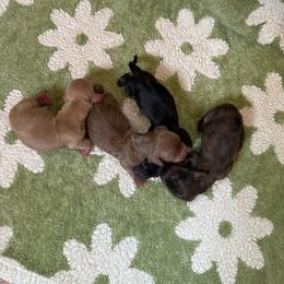 Reserved - Dapple male Dachshund puppy in Krum, Texas from AG Dachshunds