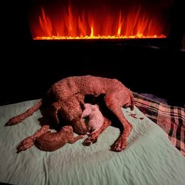 Poodle Puppies from Reuter Clan Poodles