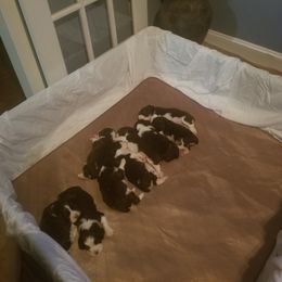 Dogue de Bordeaux and English Springer Spaniel Puppies from Wildwood