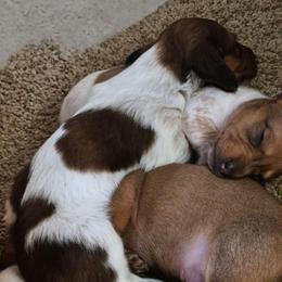Hermes - Piebald male Dachshund puppy in Edwards, Missouri from Weiner Warriors