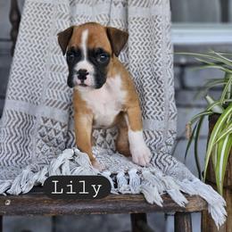 Lily - Fawn female Boxer puppy in Newville, Pennsylvania from Zimmerman's Pets