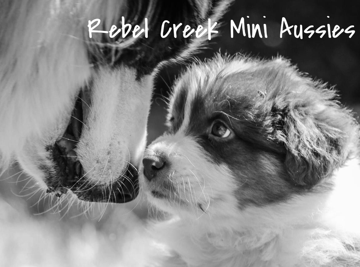 Miniture Australian Ridgeback Rebel Creek Mini Aussies in Texas | Miniature Australian Shepherd ...