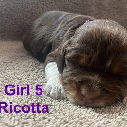 English Springer Spaniel Puppies from Picky’s Puppies