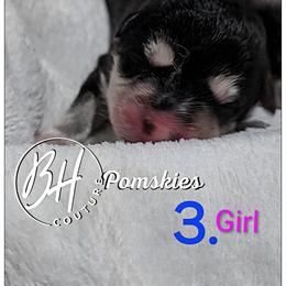 Ember - Black and white female Pomsky puppy in Norfolk, Virginia from 'Brick'House Couture Pomskies