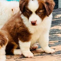 Red Tri boy blue eyes 2 - Red tri male Toy Australian Shepherd puppy in Oklahoma City, Oklahoma from Faith River Aussies