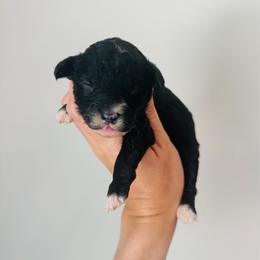 Dolly - Black female Goldendoodle puppy in Auburn, Indiana from Martin’s Doodles