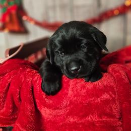 Tater Tot - Black female Labrador Retriever puppy in Louisville, Kentucky from Tsuki Labradors