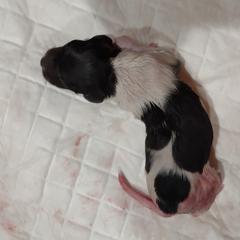 Kleine Munsterlander Puppies from von den Großen Seen kennel