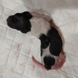 Kleine Munsterlander Puppies from von den Großen Seen kennel