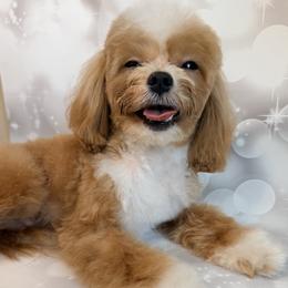 Gizmo - Apricot male Maltipoo puppy in Georgetown, Texas from Mc Doodles of Texas LLC