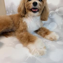 Gizmo - Apricot male Maltipoo puppy in Georgetown, Texas from Mc Doodles of Texas LLC