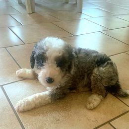Bluey - Blue merle female Aussiedoodle puppy in San Antonio, Texas from Av’s Poodles and Doodles