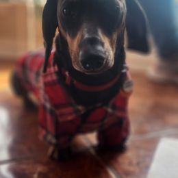 Dachshunds from Santina Bourland