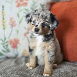 Razzels - Blue merle male Miniature Australian Shepherd puppy in Killen, Alabama from Wilkers Wholehearted Mini Aussies
