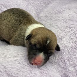Charleston Chew - Red Pembroke Welsh Corgi puppy in Snellville, Georgia from Laur's Classic Corgis